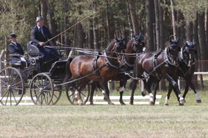 Dank gleichmäßiger Leistungen in allen drei Teilprüfungen gewann Georg von Stein die Kombination der Vierspännerprüfung in Blievenstorf. Fotos: Jutta Wego